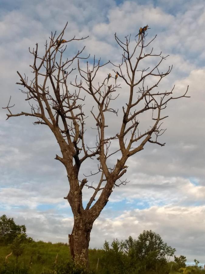 Fazenda Taruma Pirenópolis Eksteriør bilde
